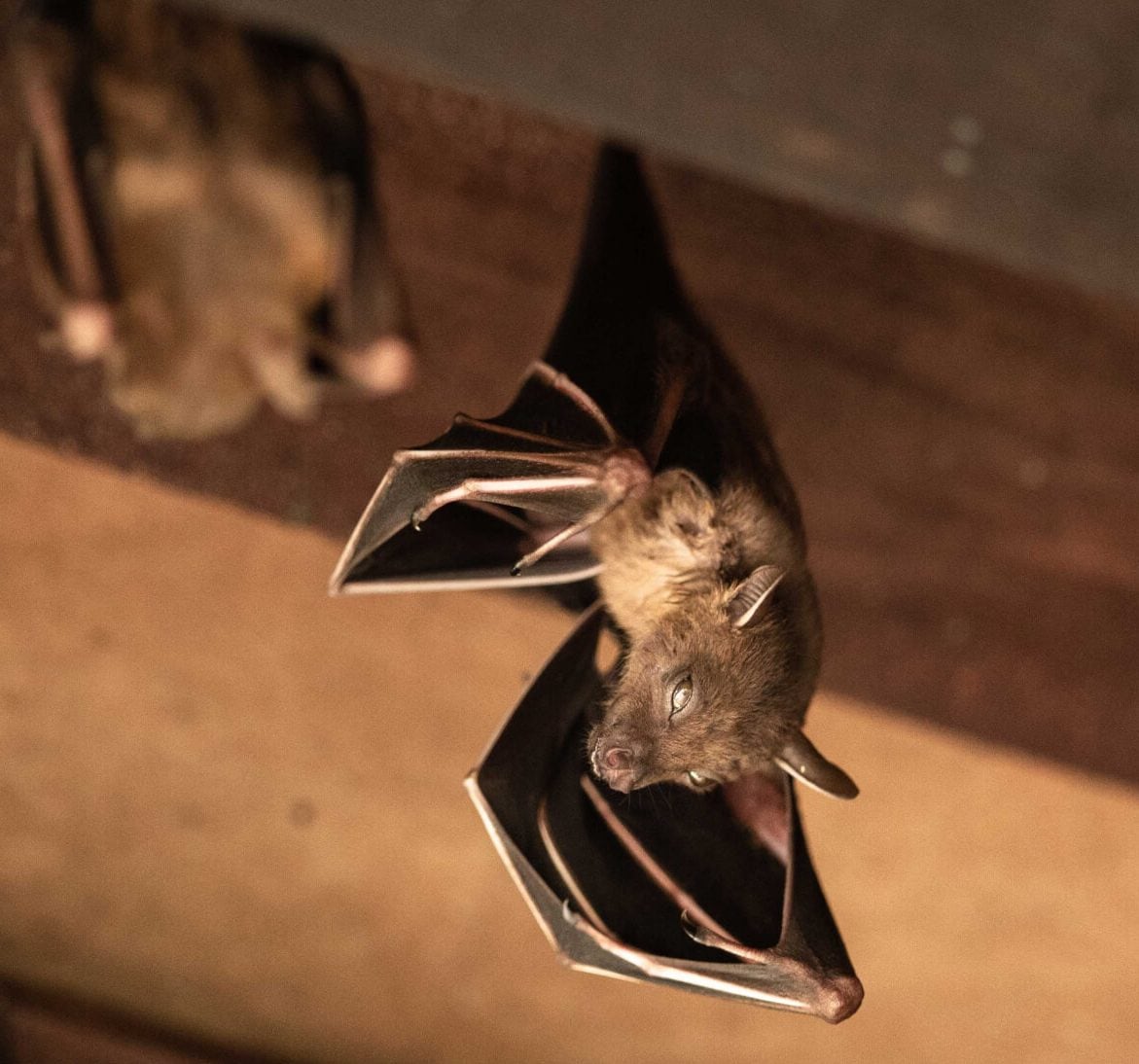 bat removal services from wildlife removal experts